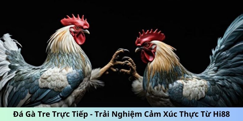 Đá gà tre trực tiếp