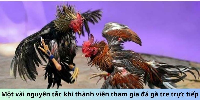 Một vài nguyên tắc khi thành viên tham gia đá gà tre trực tiếp