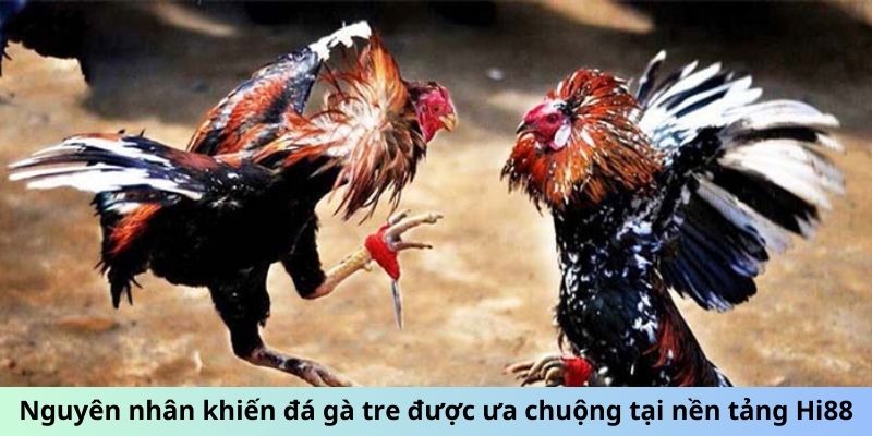 Nguyên nhân khiến đá gà tre được ưa chuộng tại nền tảng i9bet